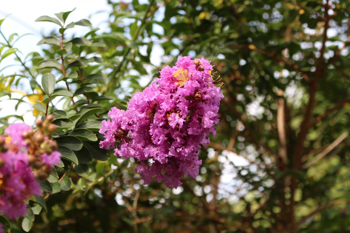 Lagerstroemia indica L.